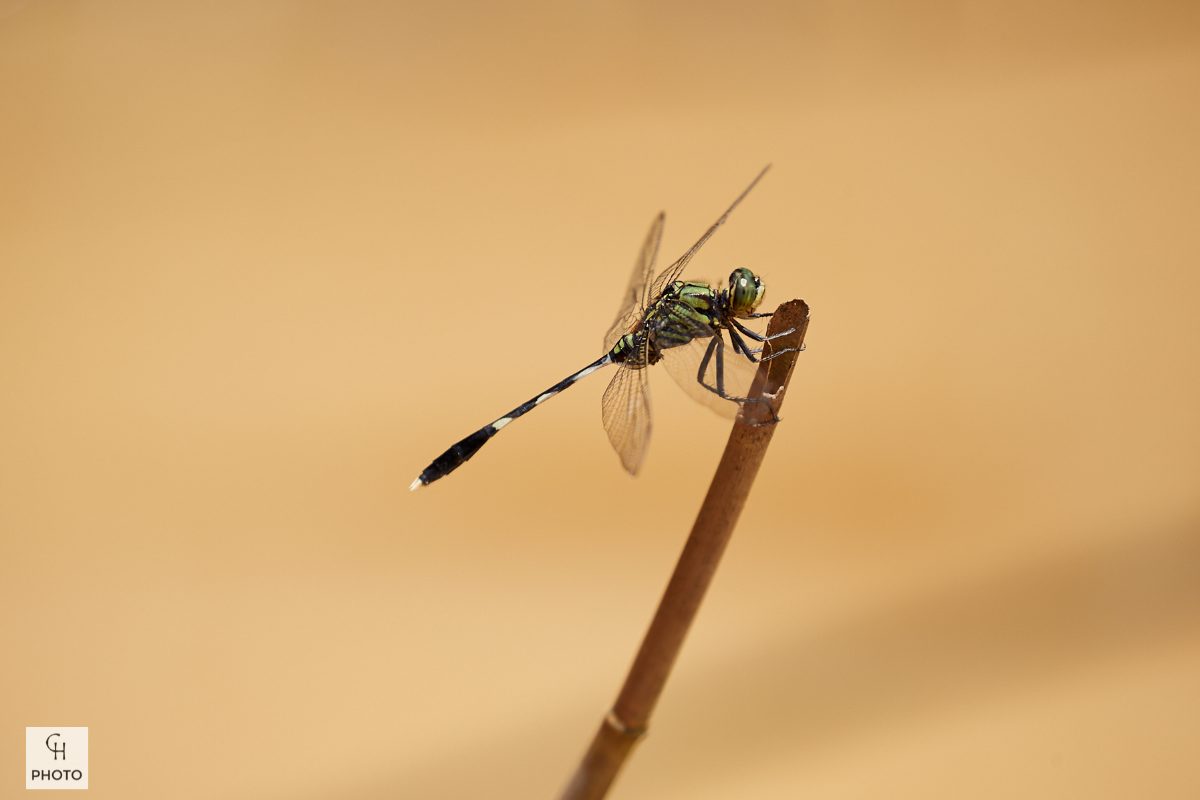 Dragonfly on a twig