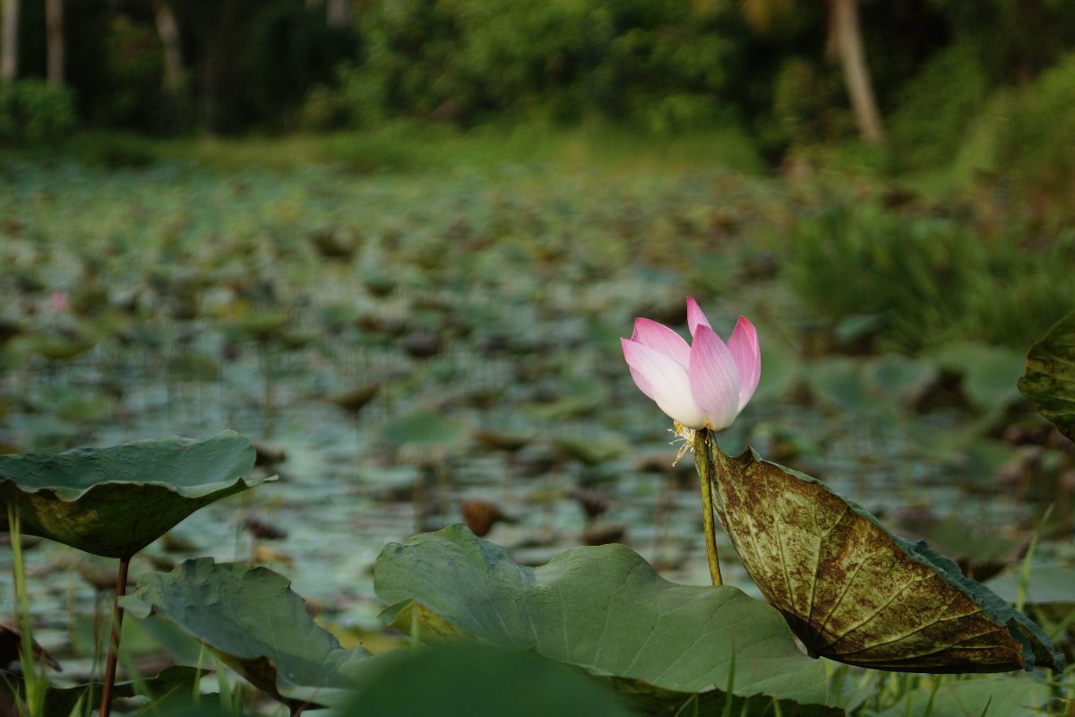 Lotus flower on a pond