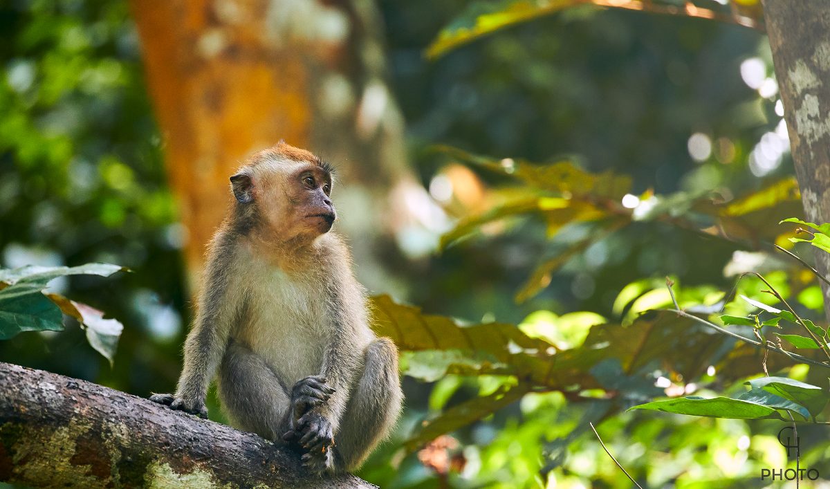 Macaque in the Borneo jungle